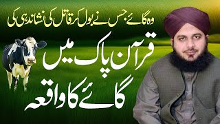 Gaaye Cow Jis Ka Zikr Quran Mein Hai  Gaaye ne qatil ki nishadahi ki  Muhammad Ajmal Raza Qadri [upl. by Dulcie]