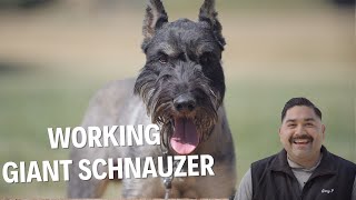 WORKING WITH RARE AND DIFFICULT BREED THE PEPPER SALT GIANT SCHNAUZER [upl. by Nosnor]