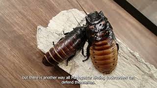 Madagascar Hissing Cockroaches [upl. by Cott709]