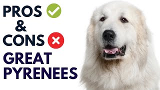 Great Pyrenees Breed Pros and Cons  Pyrenean Mountain Dog Advantages and Disadvantages [upl. by Rother]