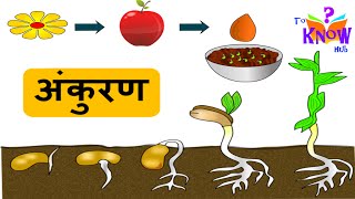 अंकुरण  Science  Germination of Seed  in Hindi CBSE board and NCERT [upl. by Lynne573]