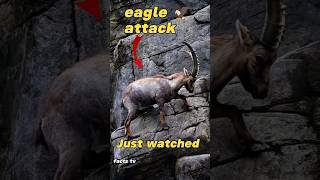 Unbelievable Eagle vs Mountain Goats Showdown [upl. by Manbahs]