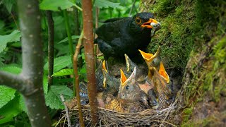 Daddy Blackbirds Cleanup Duty  Swallowing Baby Poop [upl. by Fabien]