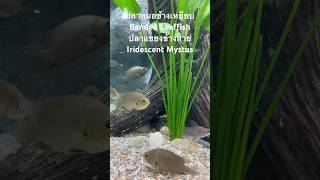 ปลาหมอช้างเหยียบ Banded Leaffish ปลาแขยงข้างลาย Iridescent Mystus [upl. by Neibaf585]