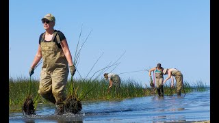 Bullrush Restoration in Wabamun Lake [upl. by Hera]