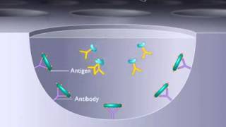 Principle of ELISA [upl. by Bosson]