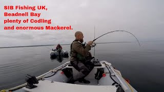 SIB Fishing UK  Beadnell a day of plenty of Codling and good company [upl. by Ilajna]