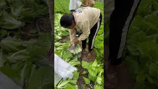 harvest curly cabbage shorts agriculture vegetables curly cabbage [upl. by Dyrraj92]