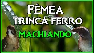 Fêmea de trinca ferro macheando e piando  macho cantando muito [upl. by Adnawad]