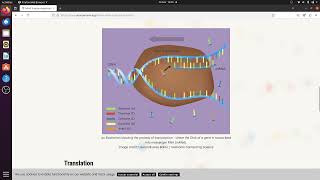 Gene expression  Tamil [upl. by Vallie]