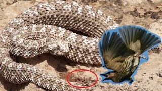 Spidertailed horned viper is catching its prey  Snake Planet 🌎204 [upl. by Arreik499]