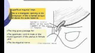 4 Abdomen Inguinal ligament Azhar Medicine com [upl. by Arelc]