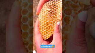 Extreme Honeycomb harvesting 🍯Harvesting honey from beehive 🐝 EP160 trending shorts satisfying [upl. by Akenal]