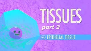 Tissues Part 2  Epithelial Tissue Crash Course Anatomy amp Physiology 3 [upl. by Eelyak]