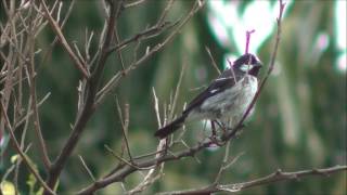 Bigodinho cantando na natureza [upl. by Grenville]