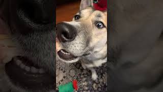 dog eating chicken husky belusky belgianmalinois malinois dogshorts doggo dogsofyoutube dog [upl. by Yemorej]