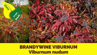 BRANDYWINE VIBURNUM  Viburnum nudum by Proven Winners [upl. by Mrots]