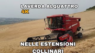 TREBBIATURA 2024 nelle estensioni collinari  LAVERDA alquattro [upl. by Niwrek]