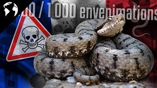 Le SERPENT le plus DANGEREUX de FRANCE [upl. by Denyse]