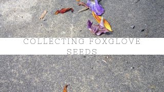 Simplest way to collect foxglove seeds [upl. by Itsa]