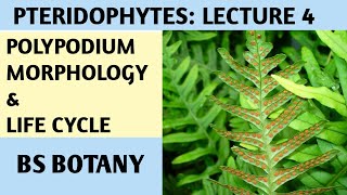 Polypodium Pteridophytes lecture for BS Botany Zoology Chemistry [upl. by Nasus24]