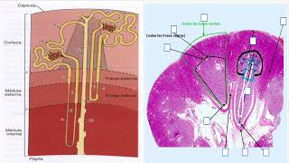 renal 1 [upl. by Ayanad]