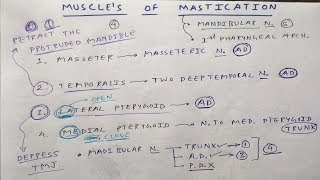 Muscle of Mastication and these Nerve Supply  TCML [upl. by Crosby56]