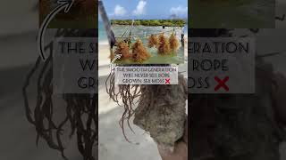 Authentic Jamaican Gracilaria Sea Moss alkaline healthy drsebiapproved [upl. by Gualtiero459]