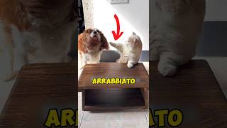 CANE HA TRADITO IL GATTO animali gatto triste [upl. by Pillihp]