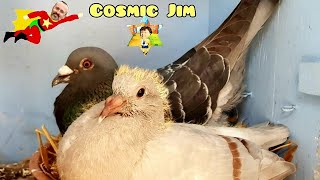 Pigeon comedy film satirical fun documentary of the life of Jim Emerton legend of racing pigeon [upl. by Sarita735]