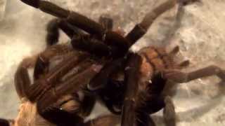 Tarantulas  The Weird and Wonderful World of Mating [upl. by Marsden]