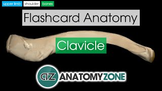 Clavicle  Flashcard Anatomy [upl. by Ayian]