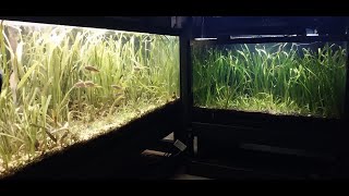 How To Trim Jungle Vallisneria  Tank maintenance on my 75 gallon and 29 gallon aquariums [upl. by Cathrine378]