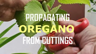 PROPAGATING OREGANO PLANTS FROM CUTTINGS [upl. by Hareema812]