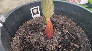 Growing Amorphophallus bulbifer flower [upl. by Randene]