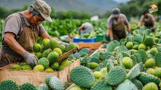 Millions of Nopal Cactus Harvesting A Deep Dive into Cactus Farming and Cultivation 🌵 [upl. by Ahtanamas]