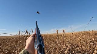 Dogless Upland Bird Hunting [upl. by Auhsoj]