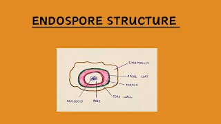 Structure of Endospore [upl. by Caprice]