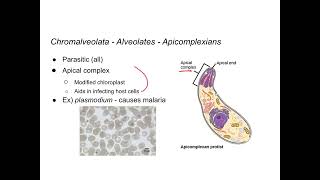 Protists  Chromalveolata [upl. by Thecla450]