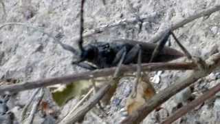 Long horned beetle HD 720p [upl. by Eeral790]