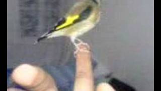 Chardonneret goldfinch echardonnet becfin Putter Stieglitz [upl. by Aracat]