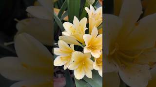 Yellow clivias [upl. by Ramed246]