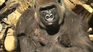 Newborn Gorilla [upl. by Ashwell]