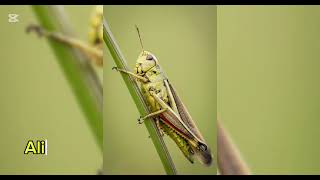 Orden Orthoptera [upl. by Jenkins]