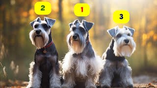 SCHNAUZER TYPES  5 TYPES OF SCHNAUZERS [upl. by Ellan]