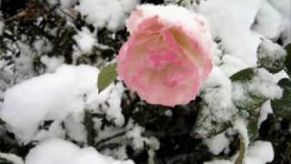 ♥♫ Frozen Rose  FIONA JOY [upl. by Theron]