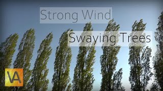 Strong Wind Blowing Through Trees Natural White NoiseRelaxing Sound for Sleeping [upl. by Kaenel]