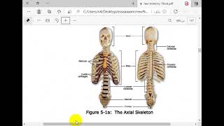 Anatomy I Chapter 5 Axial Skeleton Part 1 [upl. by Brody429]