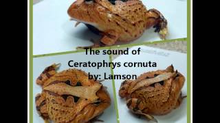 The Sound of Ceratophrys cornuta 霸王角蛙 [upl. by Blynn539]