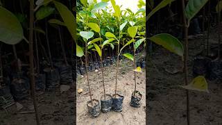 Jack fruit plant minivlog shortvideo publicrecation viralshort explore [upl. by Matilde]